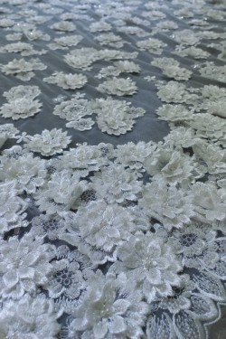 lace Crocus